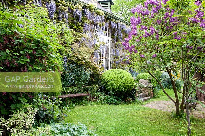 Building covered with Wisteria floribunda macrobotrys, and lawned area with seat and Syringa vulgaris - Chauffeurs Flat, Surrey