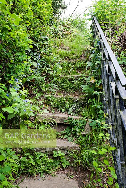 Overgrown steps with bannister. Chauffeurs Flat, Surrey