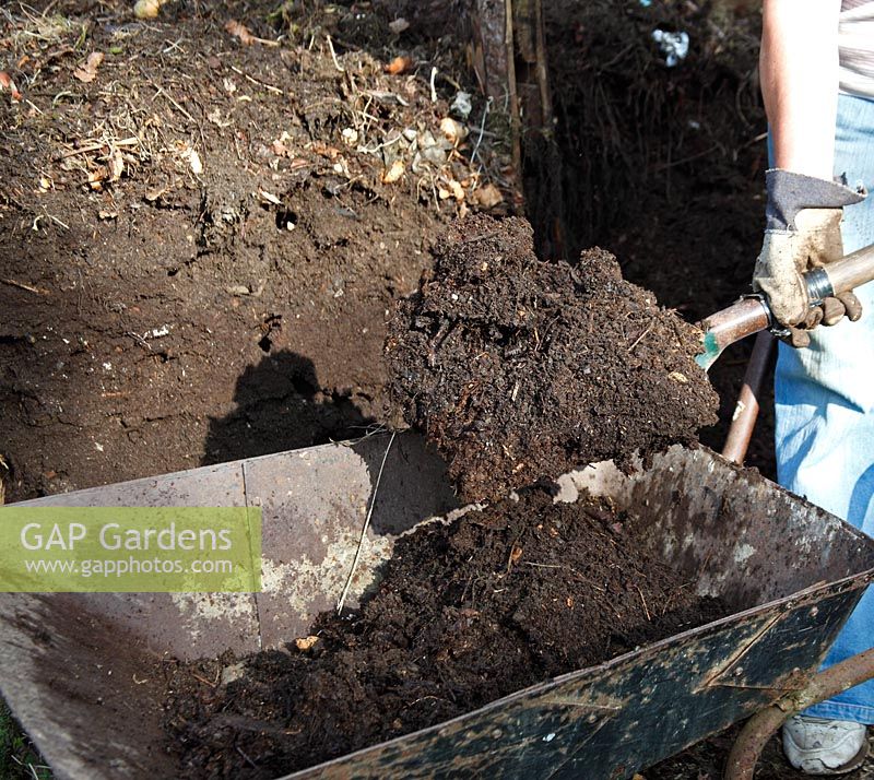Making compost - digging out the rotted material from the bin