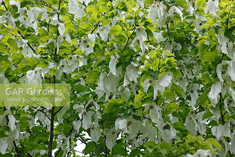 Davidia involucrata - Handkerchief tree
