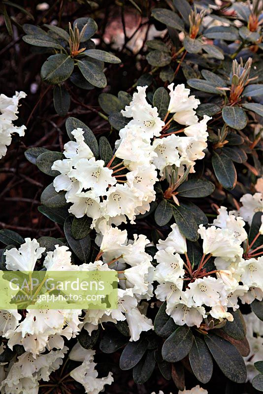 Rhododendron 'Marietta' AGM 