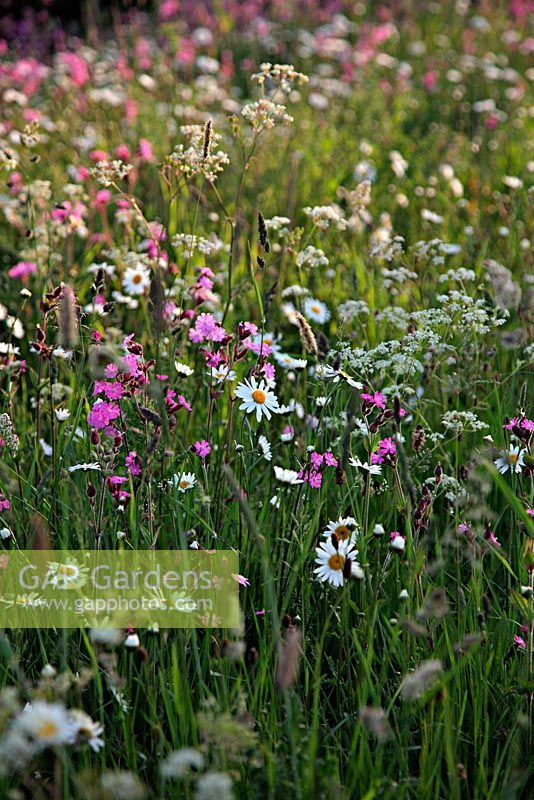 Wildflower meadow with Red Campion - Silene dioica, Ox Eye Daisy - Leucanthemum vulgare, Cow Parsley - Anthriscus sylvestris -  and the grasses Meadow Foxtail - Alopecurus pratensis, Cocksfoot - Dactylis glomerata and Bents - Agrostis species