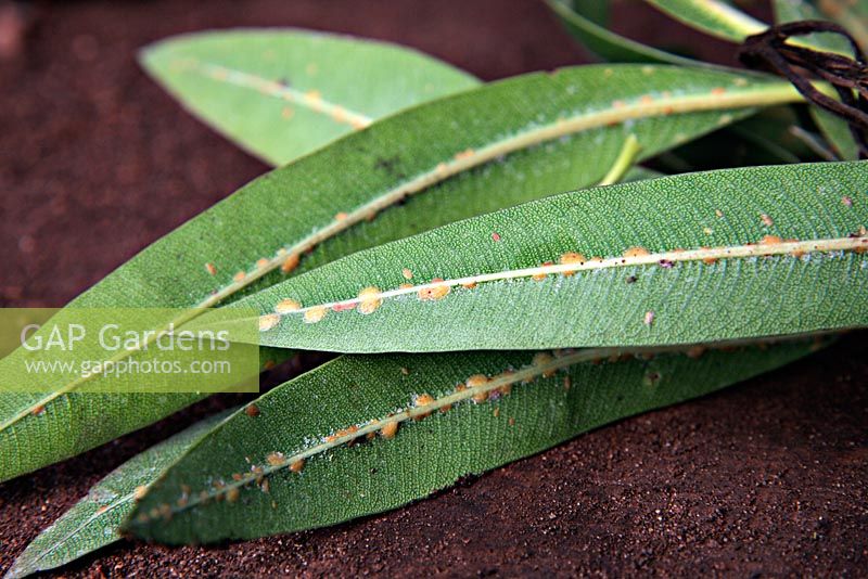 Oleander - Nerium oleander may suffer from scale insects such as Diaspis pentagona and Aspidiotus hederae. Shown here along spine of underside of leaf