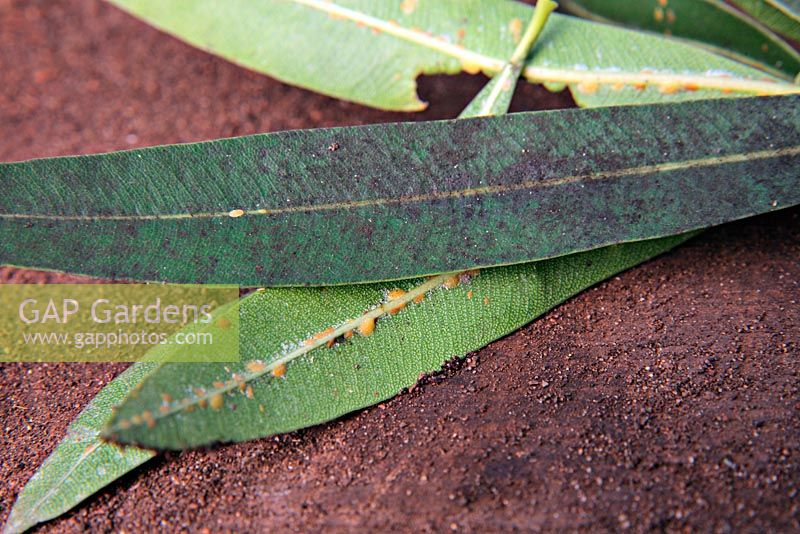 Oleander - Nerium oleander may suffer from scale insects such as Diaspis pentagona and Aspidiotus hederae. Shown here along spine of underside of leaf. Black deposit on upper side of leaf caused by sooty moulds growing on honeydew exuded by the scale insects