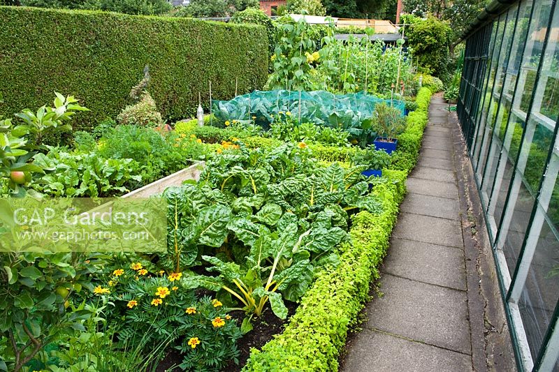 Vegetable garden with chards, beetroot, cabbages, runner beans, marigolds, herbs and apple trees alongside path and greehouse