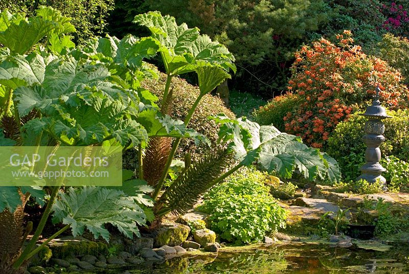 Gunnera manicata and Rhododendron around pool with Japanese oriental lantern at Threave Garden, owned by The National Trust for Scotland, Dumfries and Galloway 