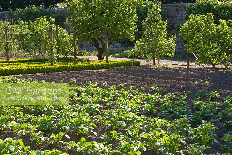 Fruit and vegetables growing in the walled garden at Threave Garden, owned by The National Trust for Scotland, Dumfries and Galloway 
