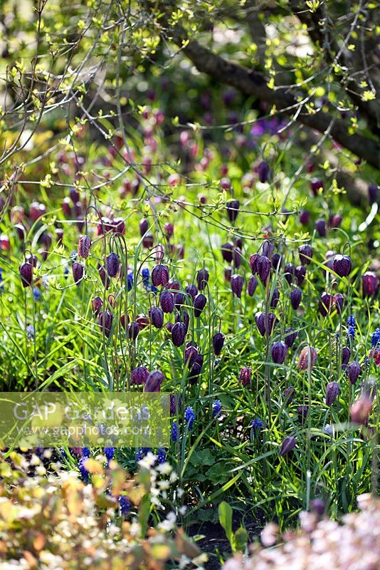 Mixed spring border with Fritillaria, Muscari, Lathyrus and Myosotis sylvatica. Merriments Garden, Sussex