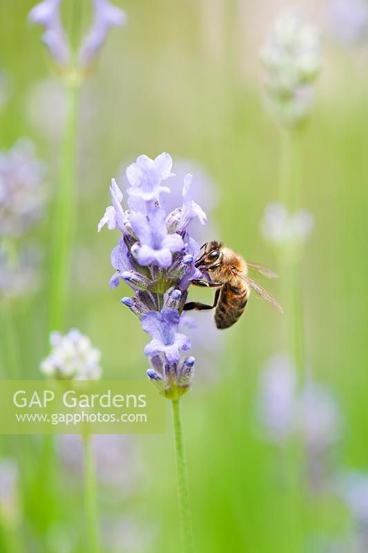 Apis - Honeybee feeding on Lavandula - Lavender
