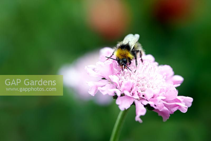 Scabiosa 'Pink Mist' with Bee