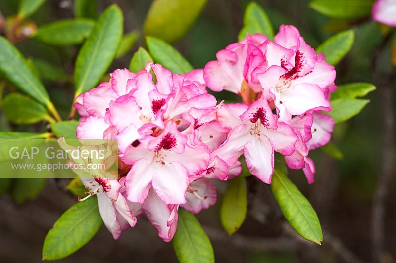 Rhododendron 'Liachmanns Charmant'