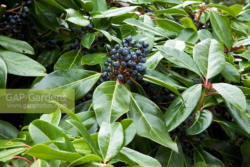 Blue berries of Daphniphyllum humile in Autumn