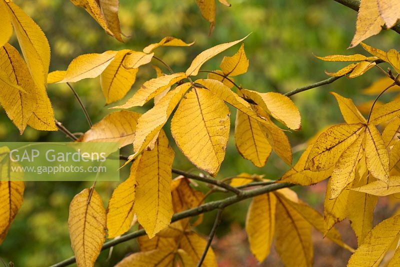 Autumnal foliage of Carya ovata - Shagbark Hickory Tree