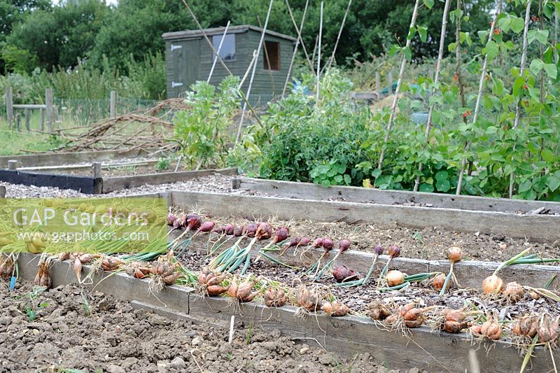 Small Allotment with Onions and Shallots drying in the forground, Norfolk, UK, July