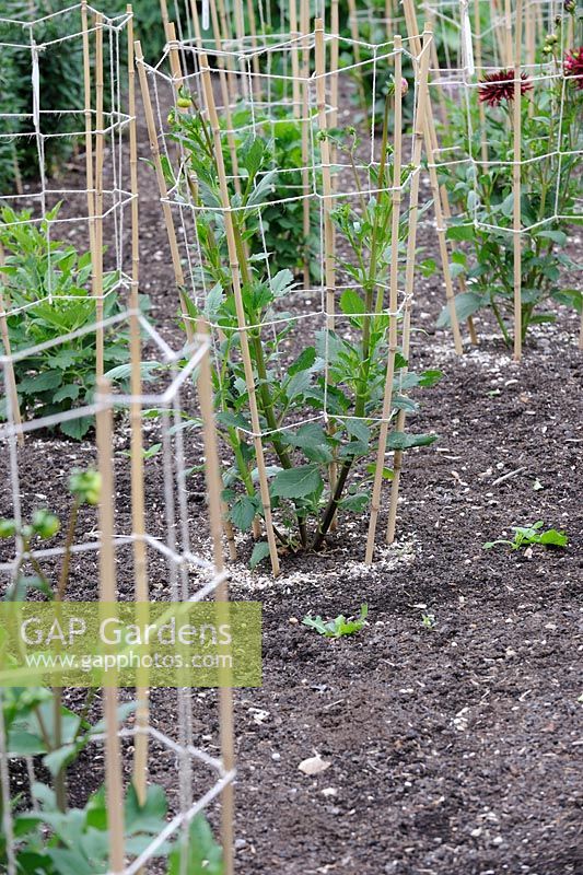 Young Dahlias with cane supports and crushed shells for slug protection, NT Garden, Norfolk, UK, July