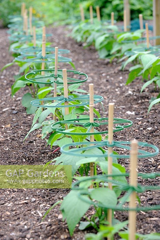 French Beans with canes and plastic plant supports, NT Garden, Norfolk, UK, July