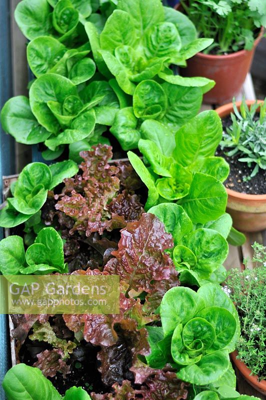 Lettuce 'Little Gem' and 'Lollo Rosso' growing in containers, UK, June