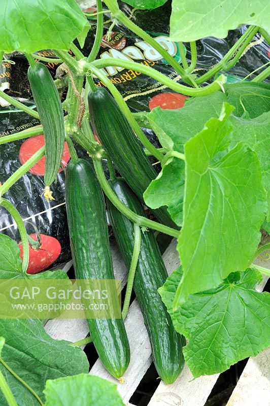 Cucumis sativus - Greenhouse Cucumber 'Tiffany' growing in growbag. Ready for picking, Norfolk, UK, July  