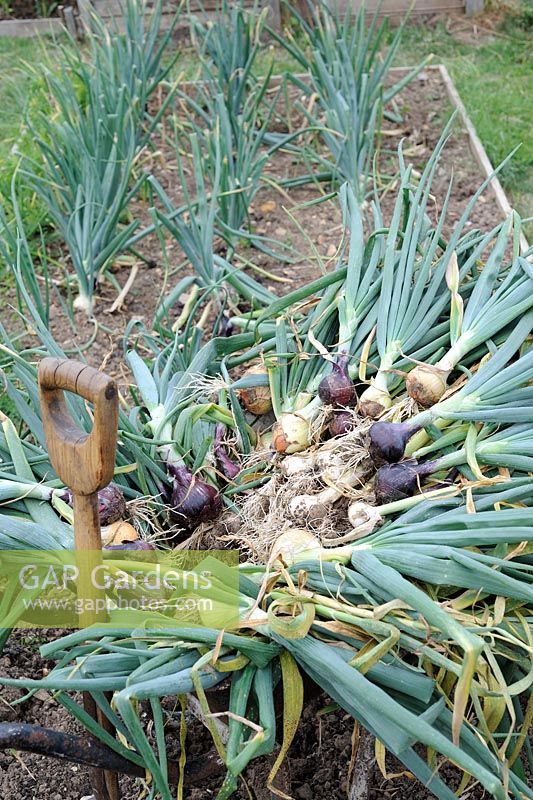 Freshly harvested maincrop Allium - Onions 'Hytec' and 'Hyred' on allotment. Norfolk, UK, July