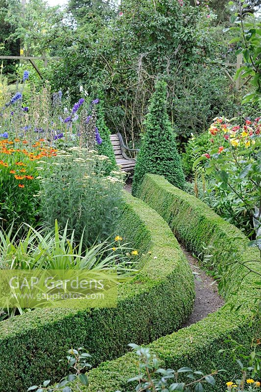 Summer garden with clipped Lonicera hedge bordering path leading to garden seat, Norfolk, UK, July