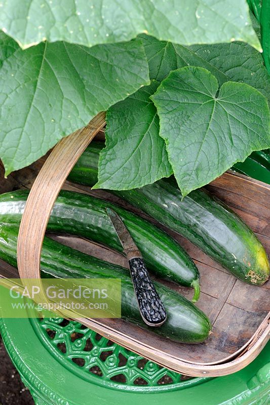 Home grown greenhouse Cucumber 'Tiffany' cut in trug and ready for kitchen, Norfolk, UK, July