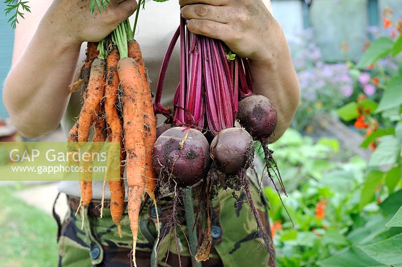 Female gardener holding bunches of freshly pulled Carrots 'Amsterdam Forcing' and Beetroot 'Boltardy'. Norfolk, UK, July