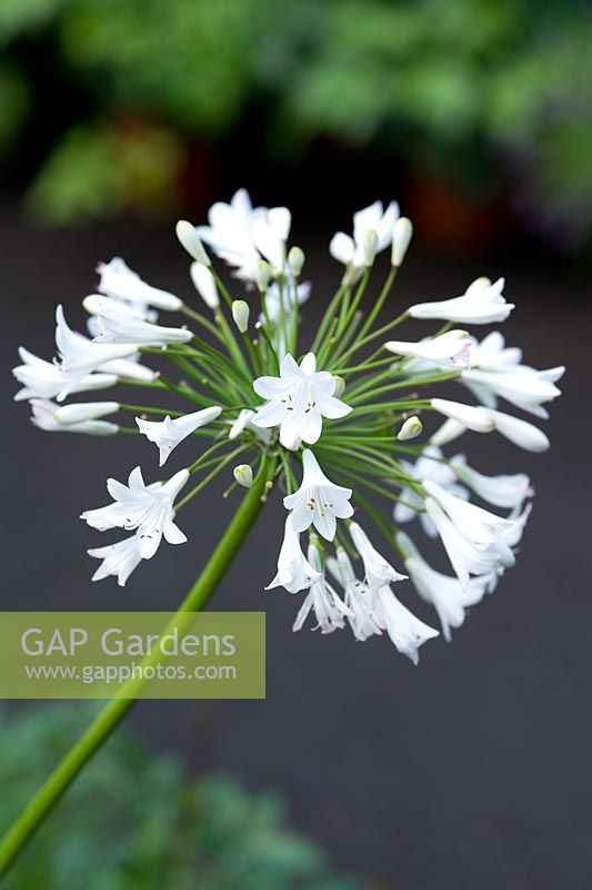 Agapanthus 'Corinne' - African Lily