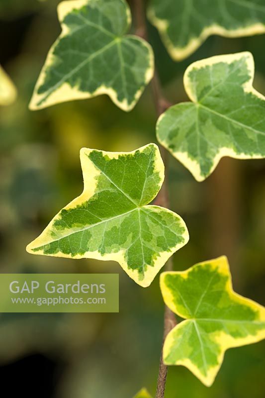 Hedera helix 'Gold Child'