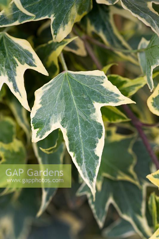 Hedera helix 'Midas Touch'