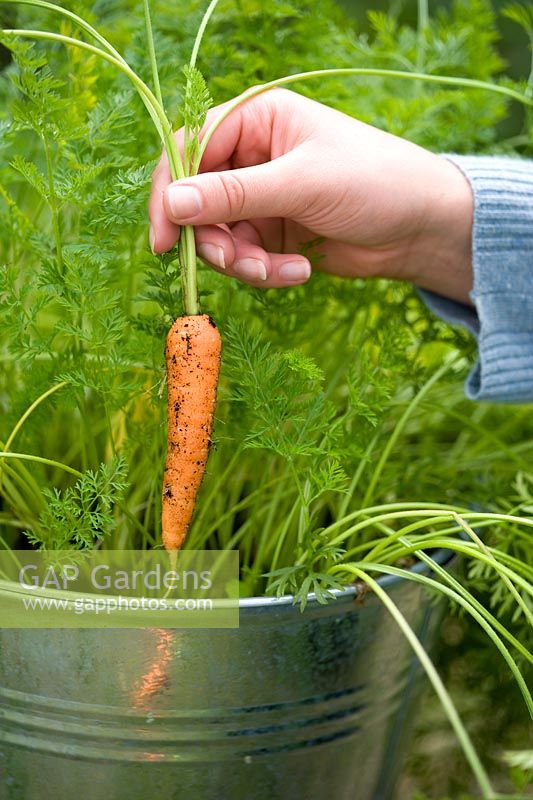 Woman harvesting an organic, pest resistant 'Flyaway' Carrot from a galvanised container