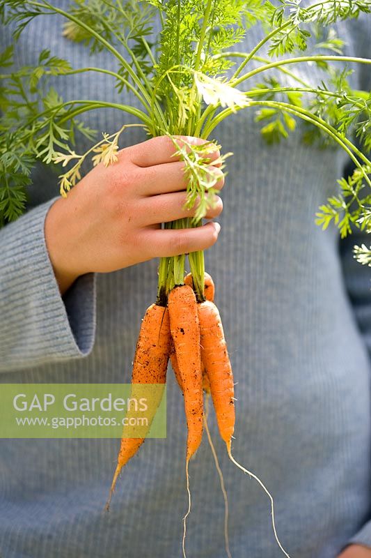 Person holding a bunch of freshly harvested, organically grown, pest resistant 'Flyaway' Carrots