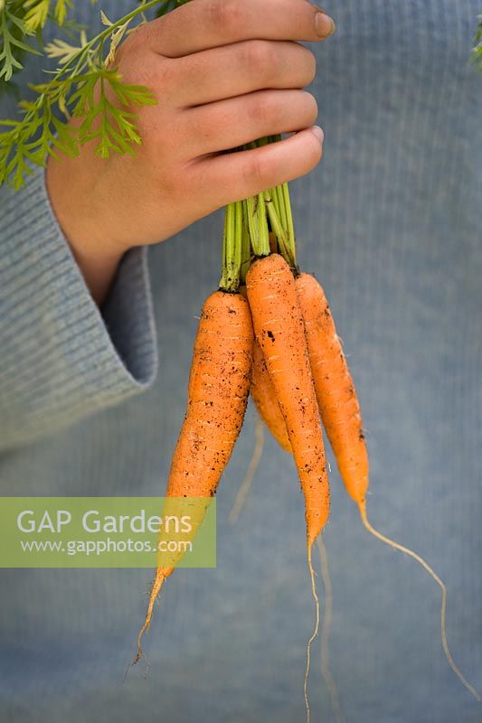 Person holding a bunch of freshly harvested organically grown, pest resistant 'Flyaway' Carrots
