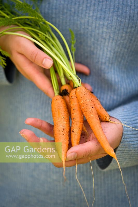 Person holding a bunch of freshly harvested organically grown, pest resistant 'Flyaway' Carrots