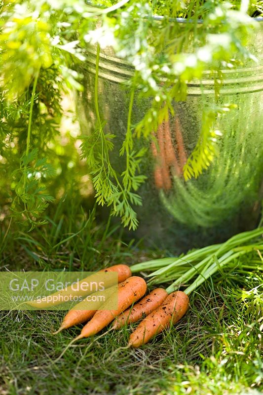 Harvested organic, pest resistant 'Flyaway' Carrot alongside a galvanised container in which they were grown