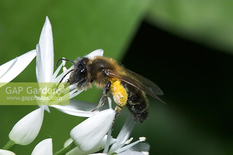 Apis mellifera - Honey Bee on Wild Garlic flower
