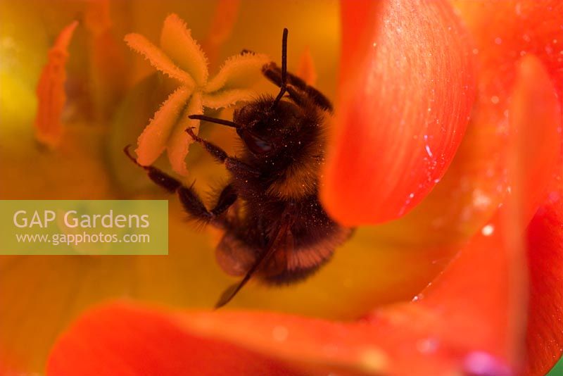 Bombus sp. - Bumblebee. Possibly leucorum or terrestris. Collecting nectar in Tulip flower. Sussex, UK