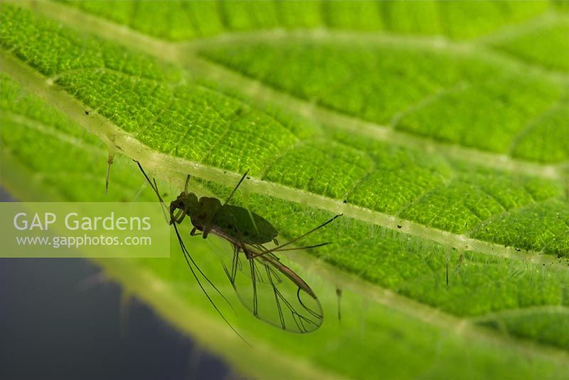Greenfly on underside of Stinging Nettle leaf