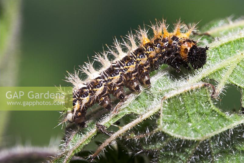 Polygonia comma-album - Comma Butterfly caterpillar on nettle