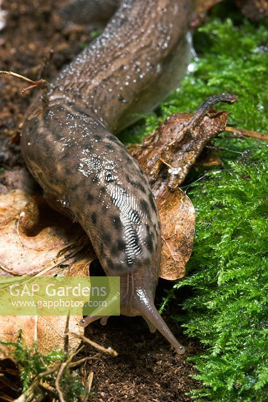 Limax sp - Leopard Slug in leaf litter. Close up of head 