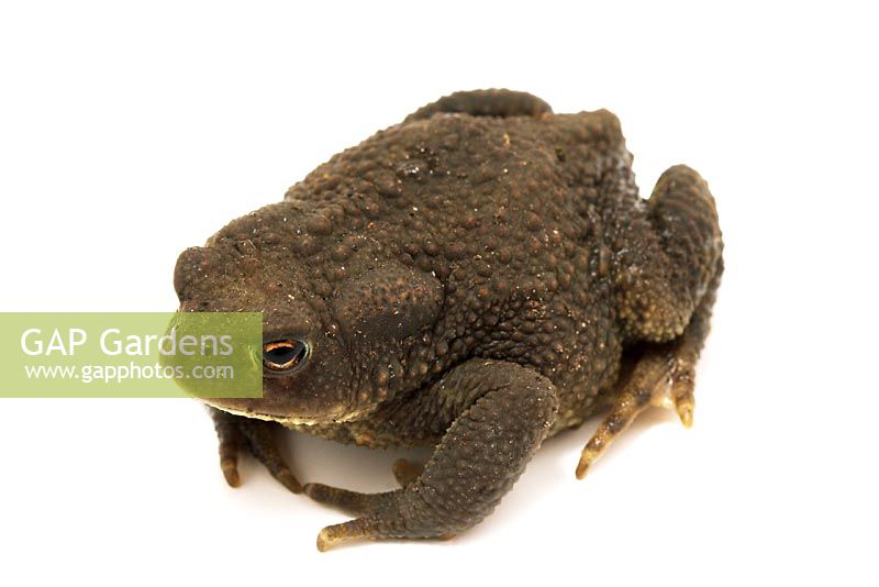 Bufo bufo - Common Toad against a white background