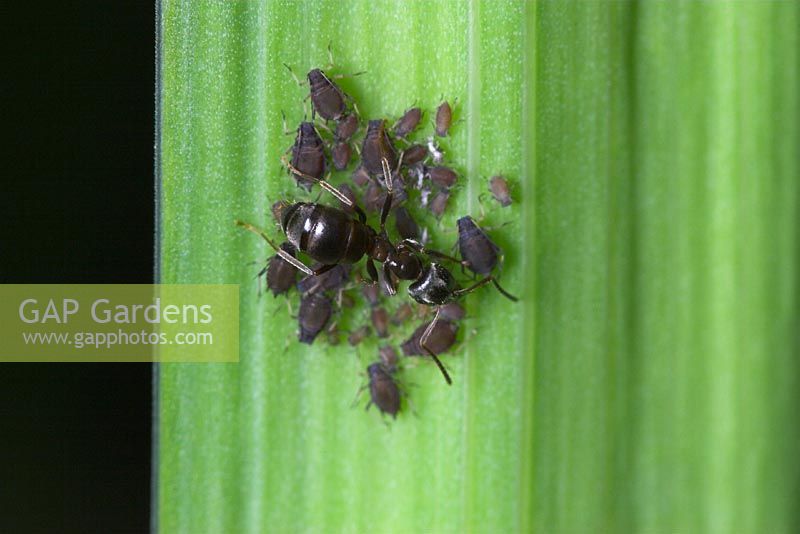 Lasius niger - Black Garden Ant tending aphids on Iris leaf. Dorset, UK