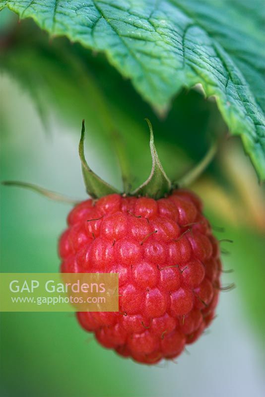 Rubus - Raspberry 'Polka'
