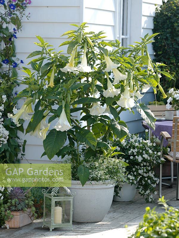 Datura syn. Brugmansia aborea underplanted with Euphorbia 'Diamond Frost' and Solanum rantonnetii syn. Lycianthes in smaller pot in background