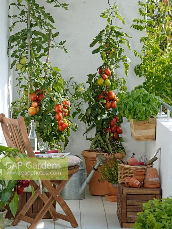 Balcony garden with container plantings of tomatoes 'Sportivo F1', Basil 'Großer Grüner Genoveser' and Capsicum 