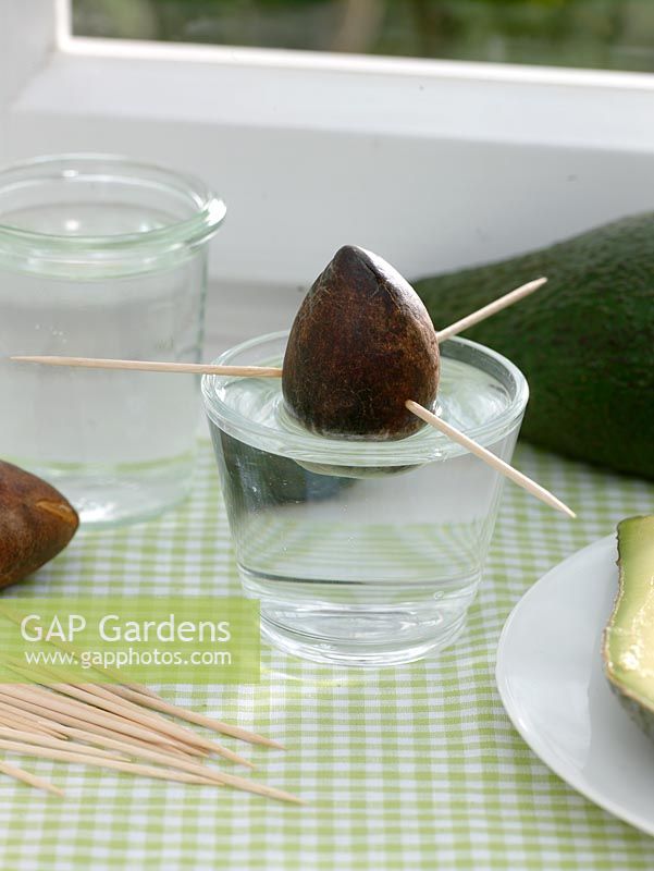 Persea americana - Avocado seed pierced with cocktail sticks and sitting in a container of water