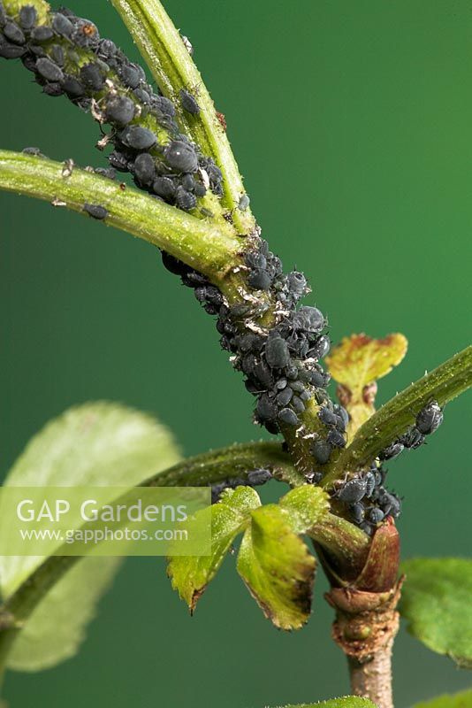 Aphis sambuci - Elder aphids on Elder, Sussex, UK