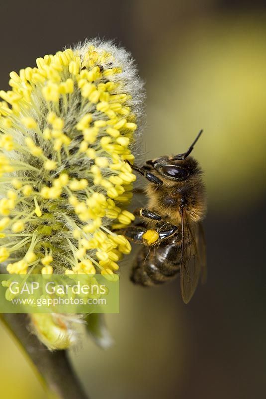 Apis mellifera - Honeybee feeding on Salix caprea - Pussy Willow or Sallow flowers in early spring. Sussex, UK.