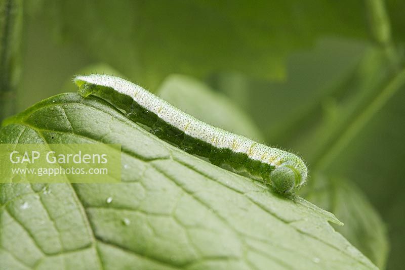 Anthocharis cardamines - Orange-tip Butterfly larva on Alliaria petiolata - Garlic Mustard leaf