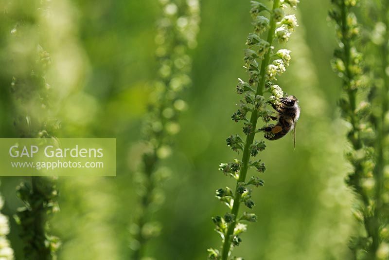 Apis mellifera - Honeybee feeding on Reseda luteola