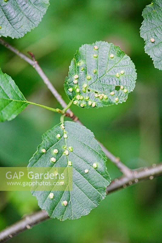 Galls caused by Eriophyes laevis - Eriophyid mite on Alnus glutinosa - Alder  leaf. Wales, UK